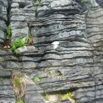 Pancake Rocks, Punakaki, West Coast